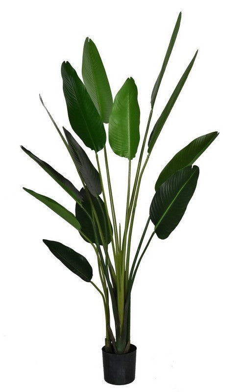 Pianta Sterlizia con vaso