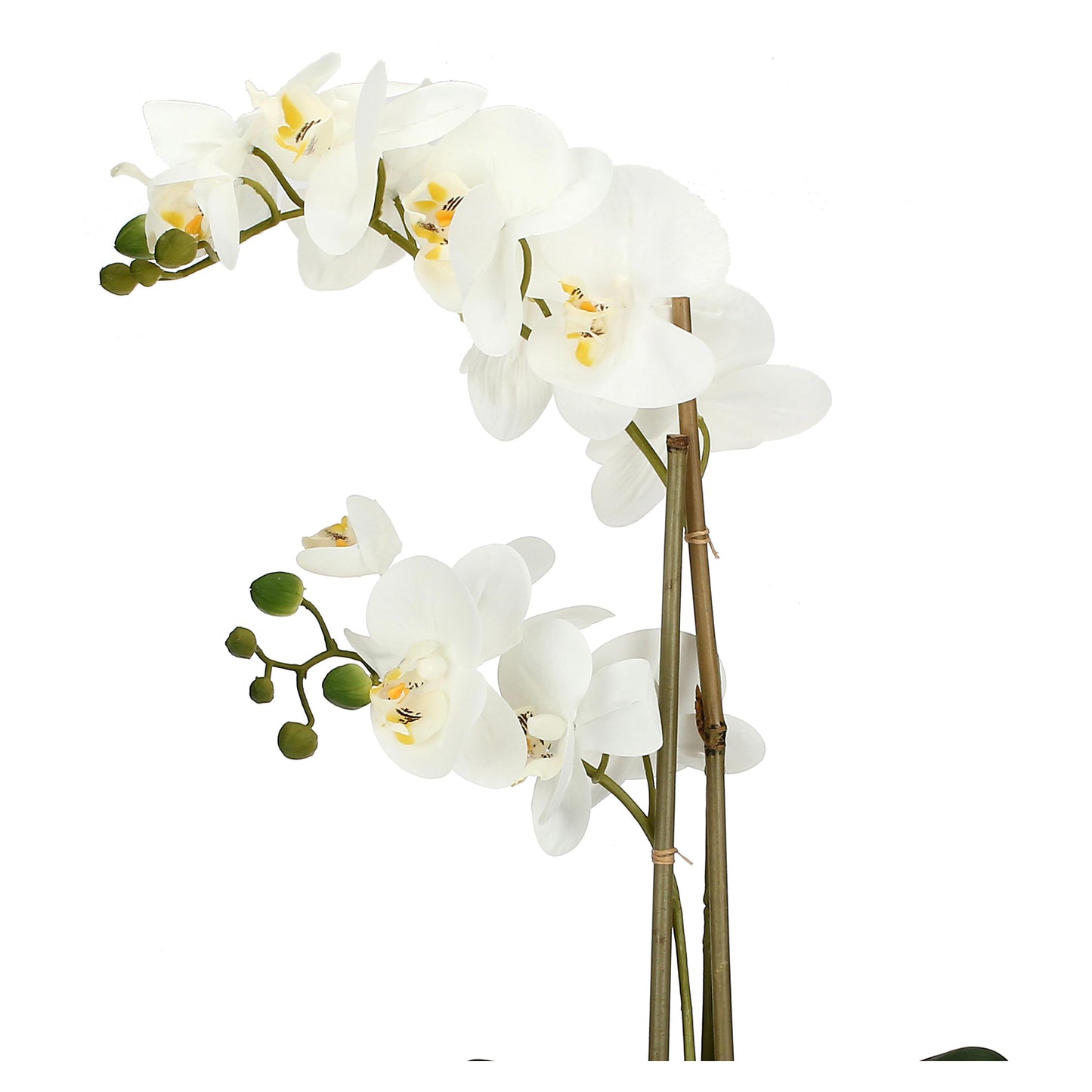 Zolla con orchidee bianca real touch