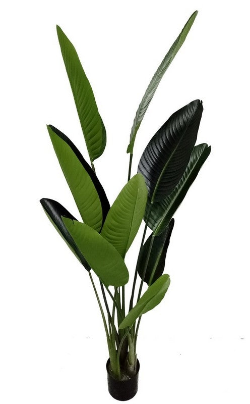 Pianta Sterlizia con vaso