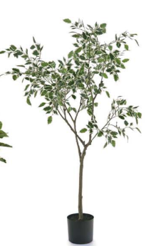 Pianta ficus real touch H180cm