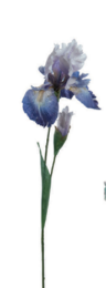 Ramo Iris h83cm