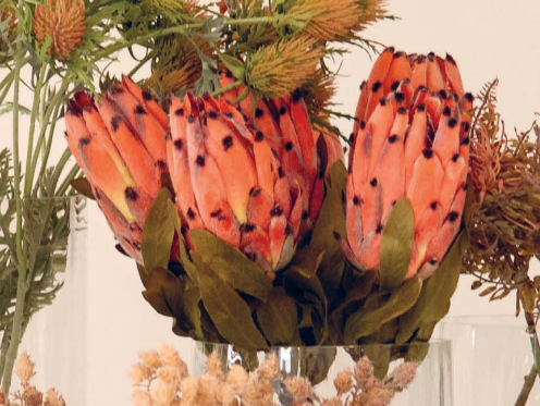 Ramo Protea h60cm