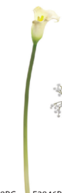 Calla bianca h72cm