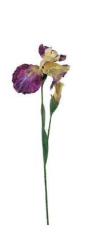 Ramo Iris h83cm