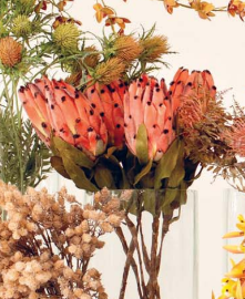 Ramo Protea h60cm