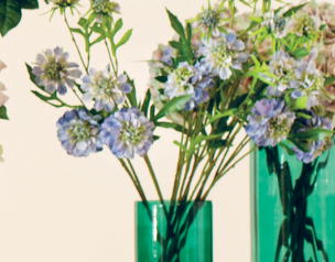Ramo Scabiosa h65cm