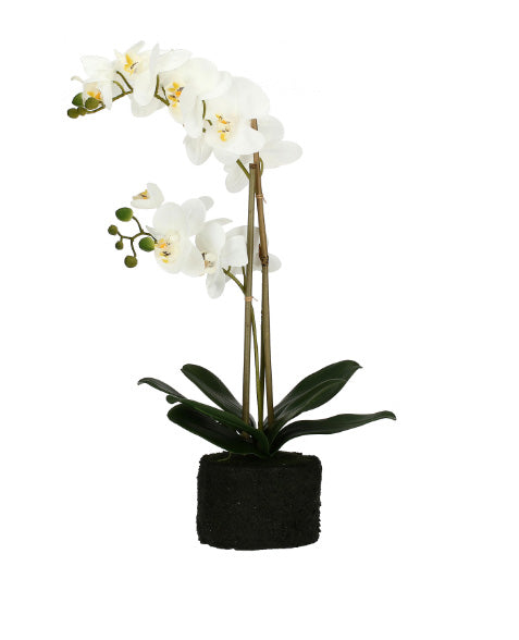 Zolla con orchidee bianca real touch