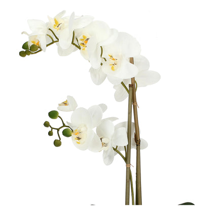 Zolla con orchidee bianca real touch